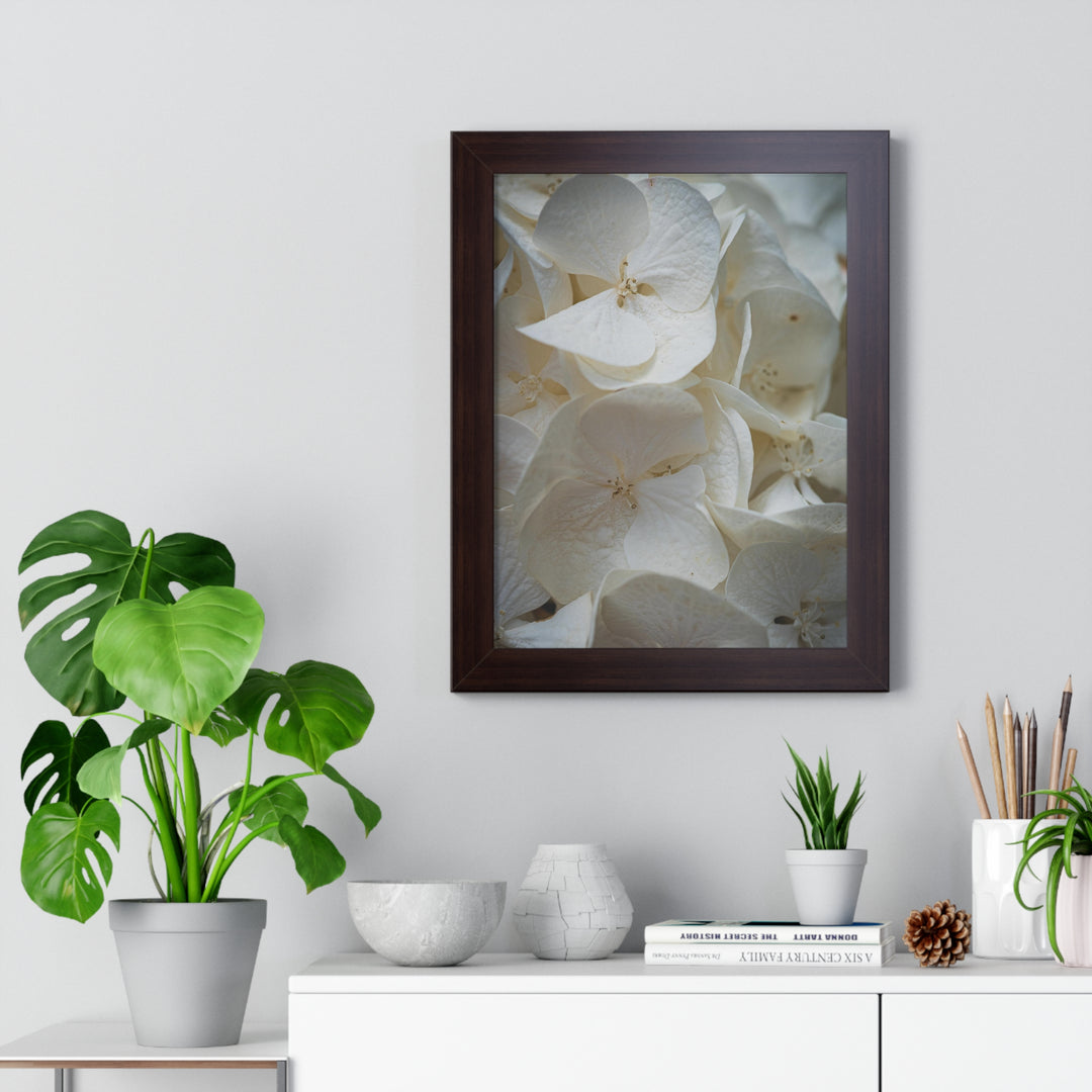 White Hydrangea Detail - Framed Print