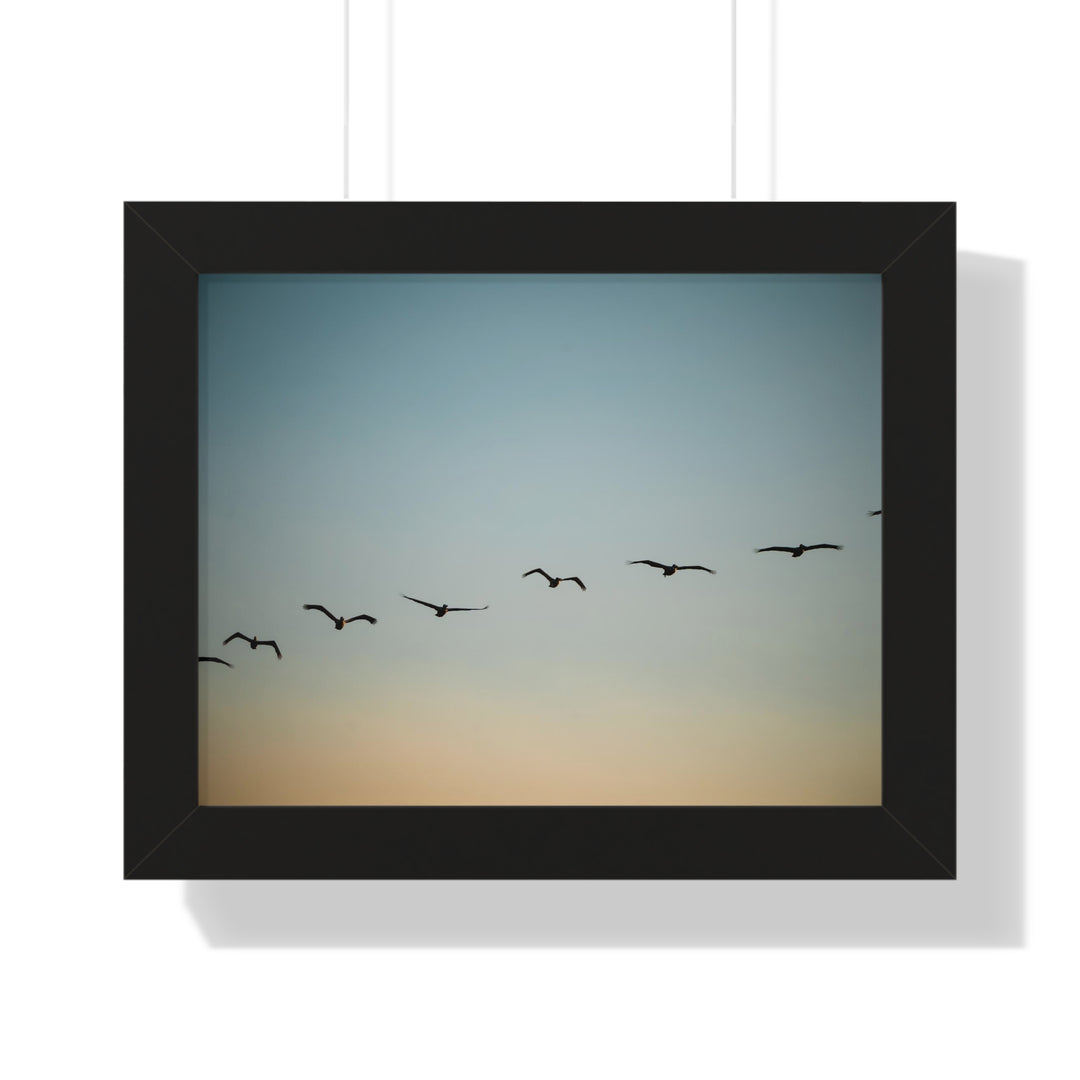 Brown Pelicans in Flight - Framed Print
