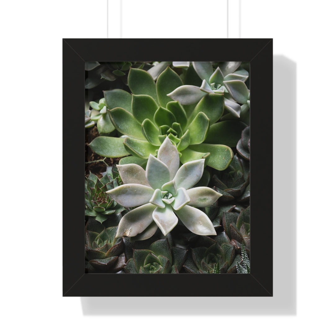 Succulent Array - Framed Print