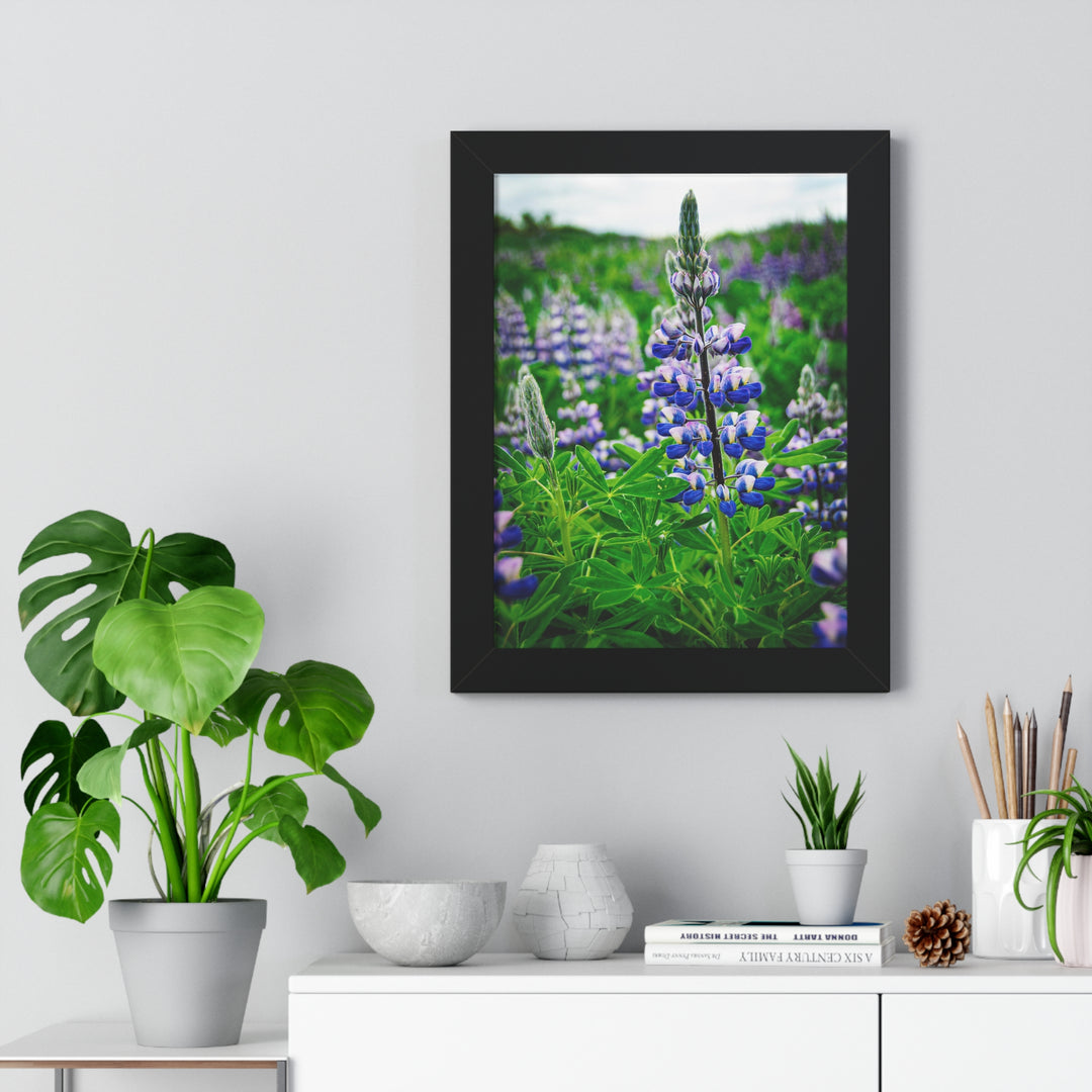 Glowing Lupin - Framed Print