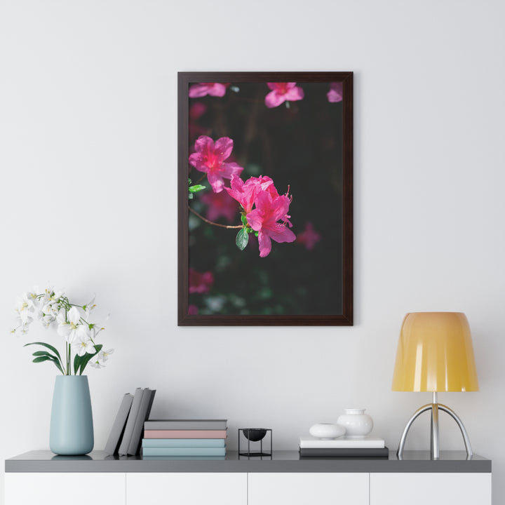 Standout Azalea - Framed Print