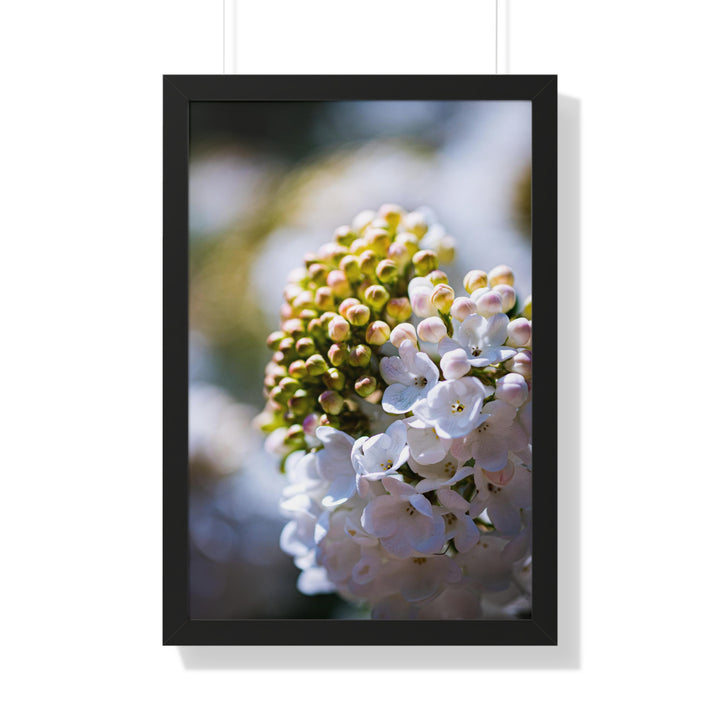 Mid-Bloom - Framed Print