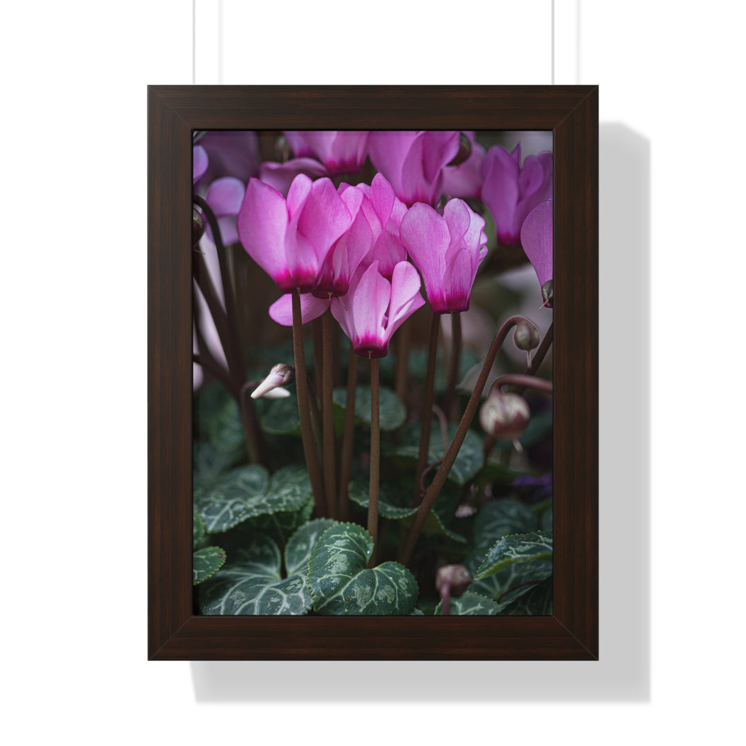 Cyclamen Reach - Framed Print