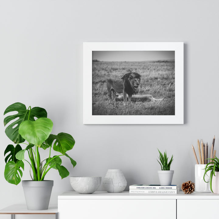 Mating Lions in Black and White - Framed Print