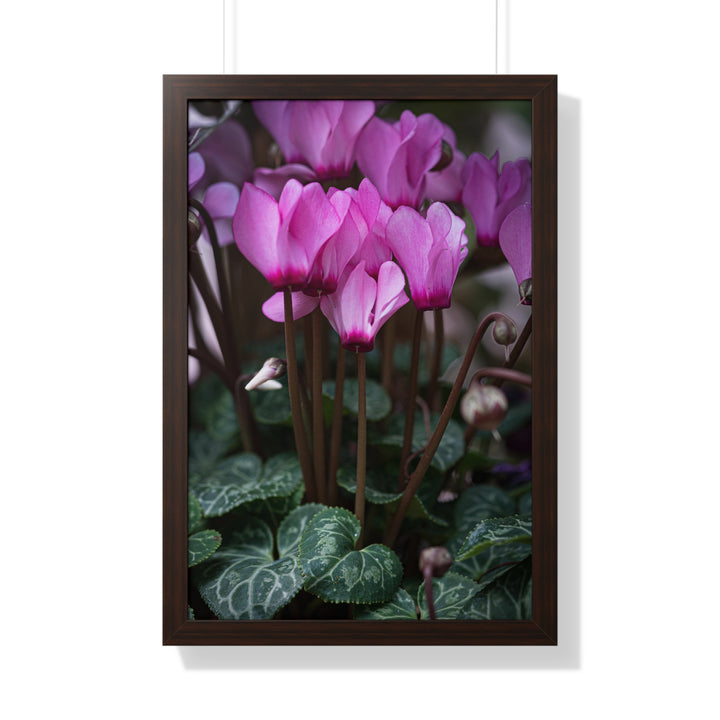 Cyclamen Reach - Framed Print