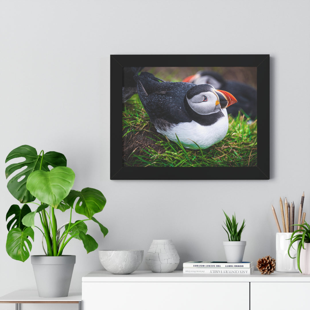 Resting Puffin - Framed Print