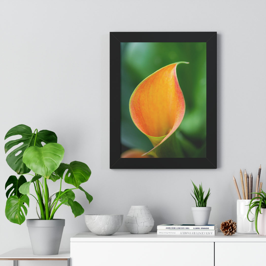 Orange Calla Lily - Framed Print