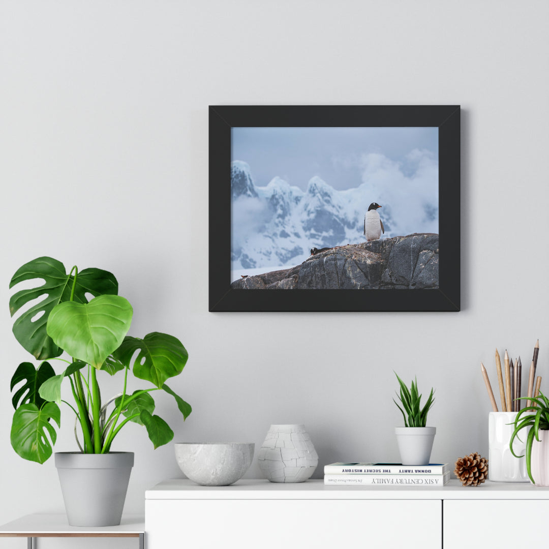 Poised Penguin - Framed Print