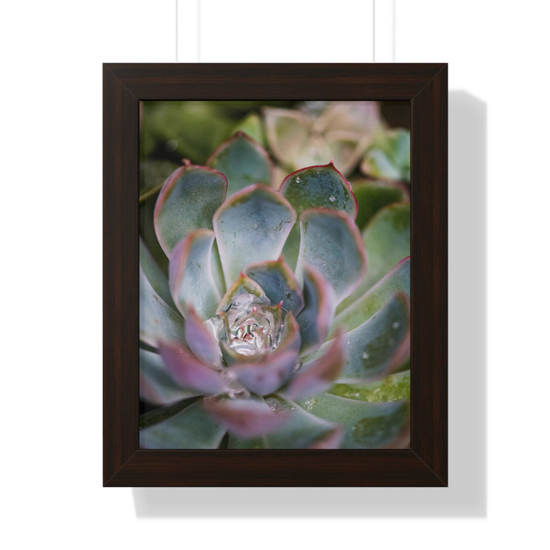 Stunning Succulent - Framed Print