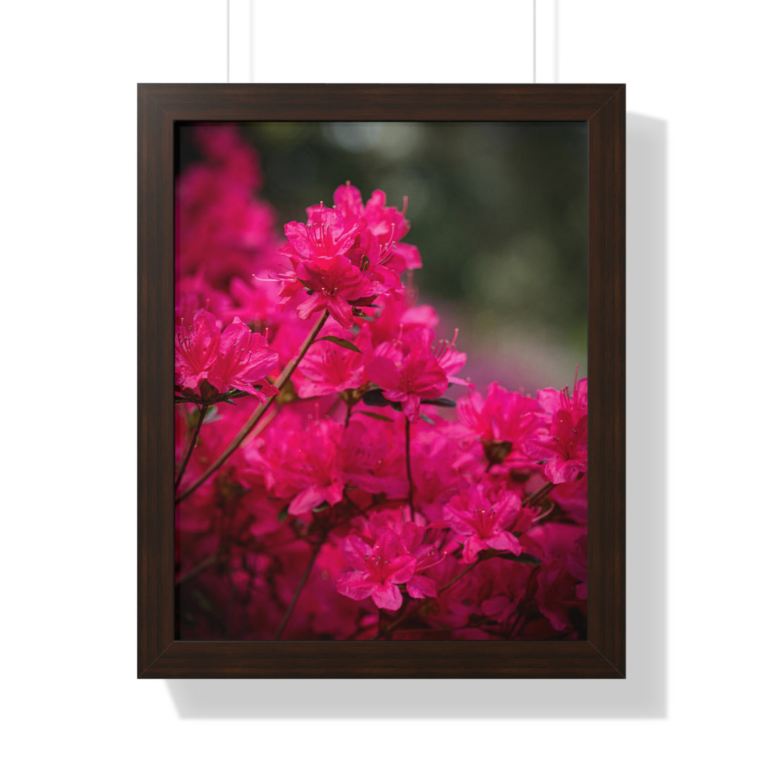 Full Bloom - Framed Print