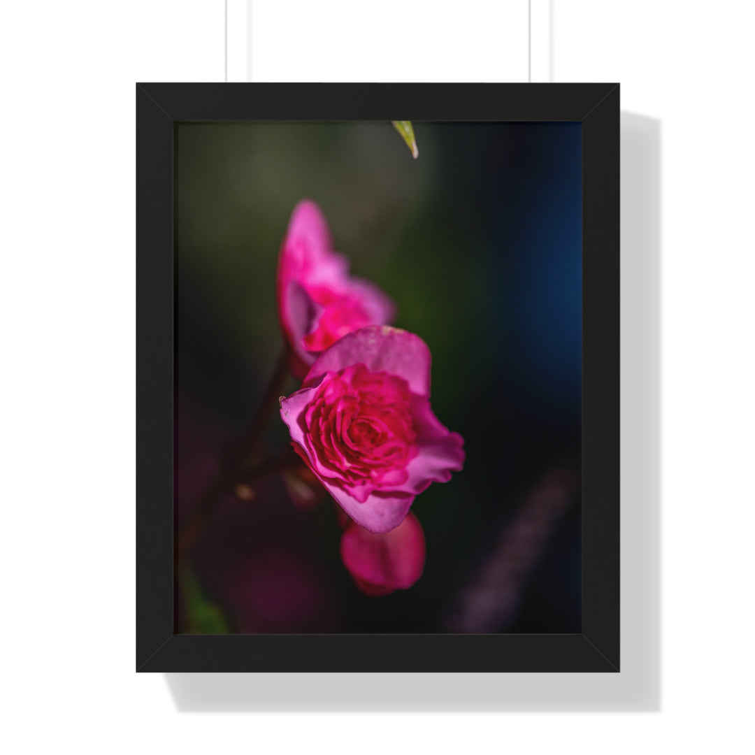 Hybrid Tea Rose - Framed Print