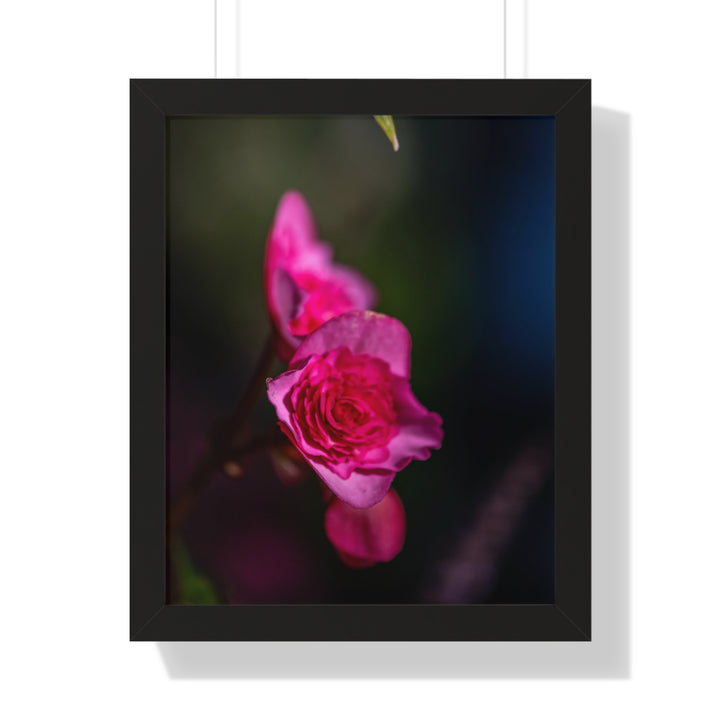 Hybrid Tea Rose - Framed Print