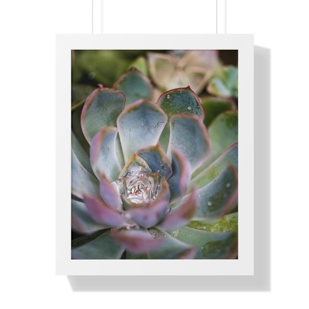 Stunning Succulent - Framed Print
