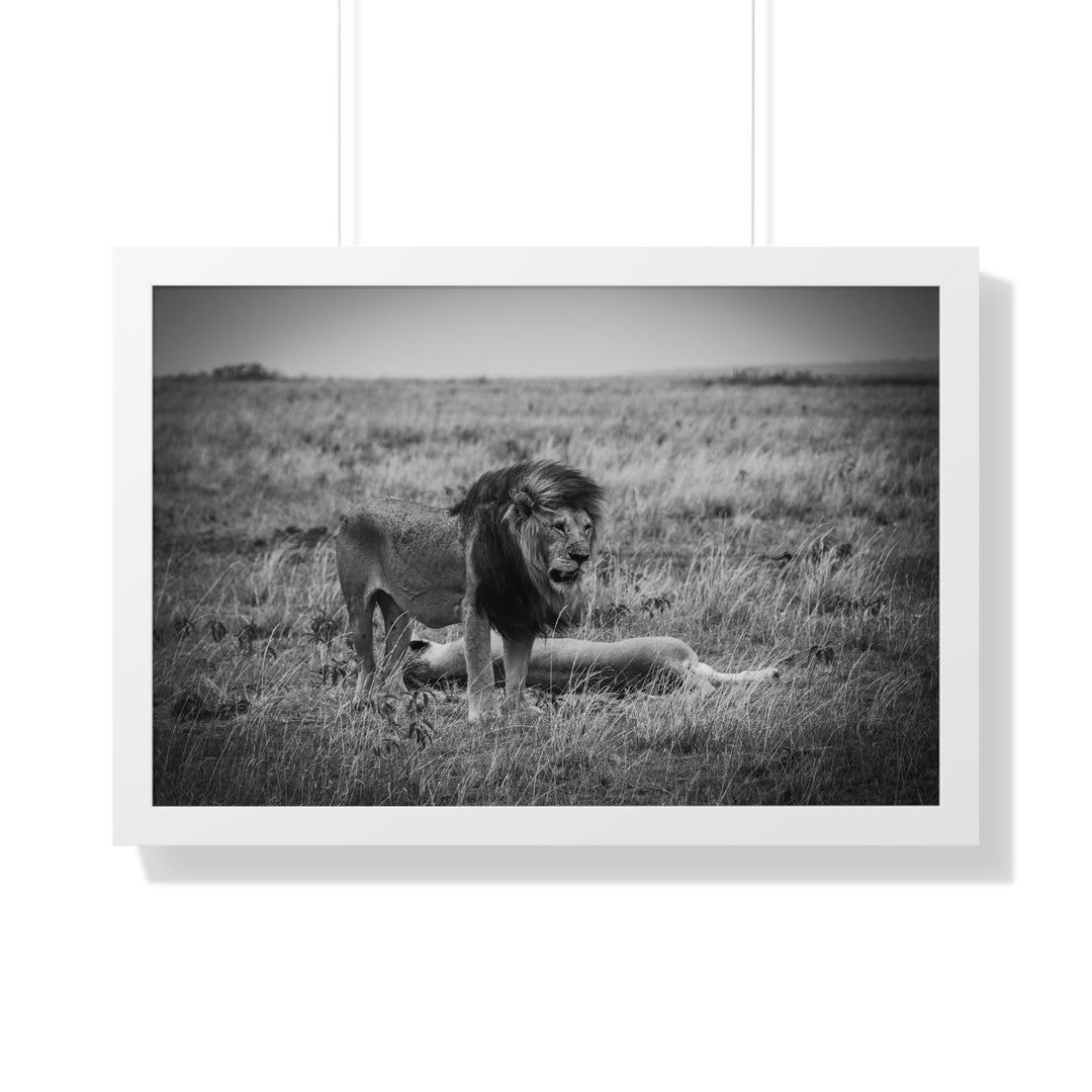 Mating Lions in Black and White - Framed Print