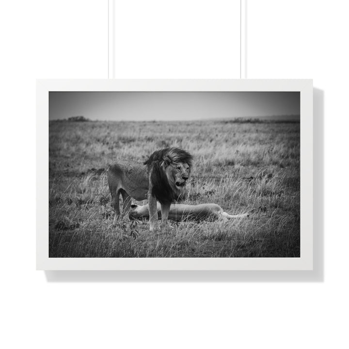 Mating Lions in Black and White - Framed Print