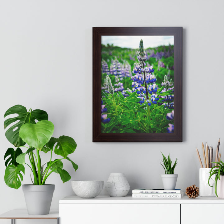 Glowing Lupin - Framed Print
