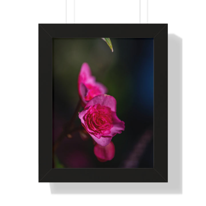 Hybrid Tea Rose - Framed Print