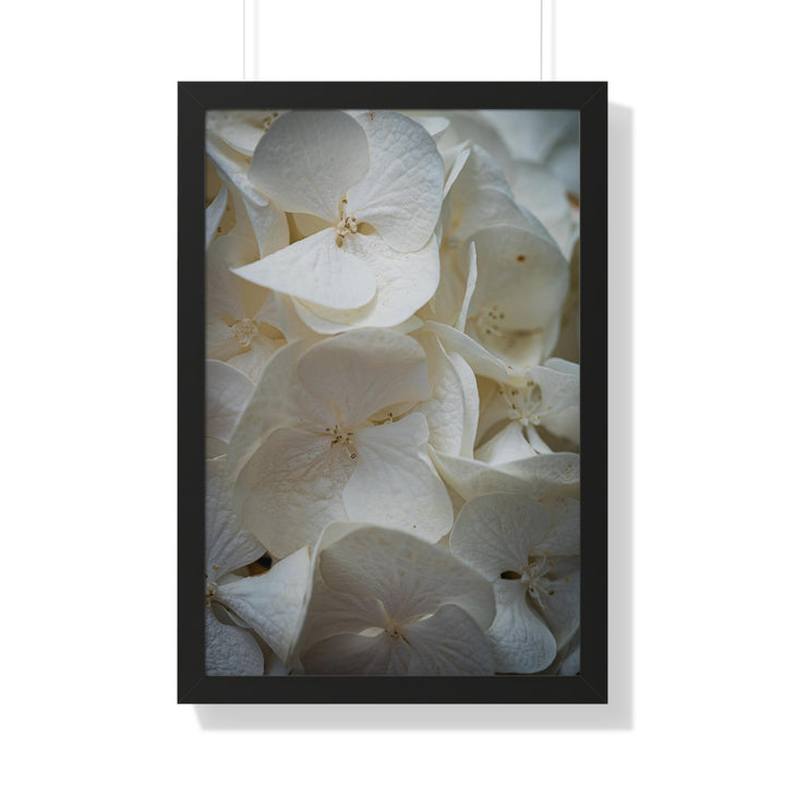 White Hydrangea Detail - Framed Print