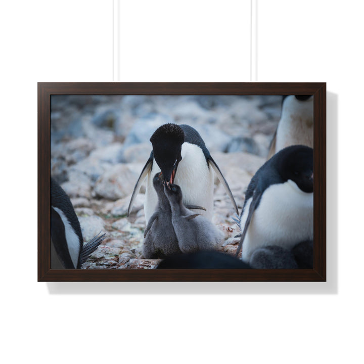 Feeding Time - Framed Print