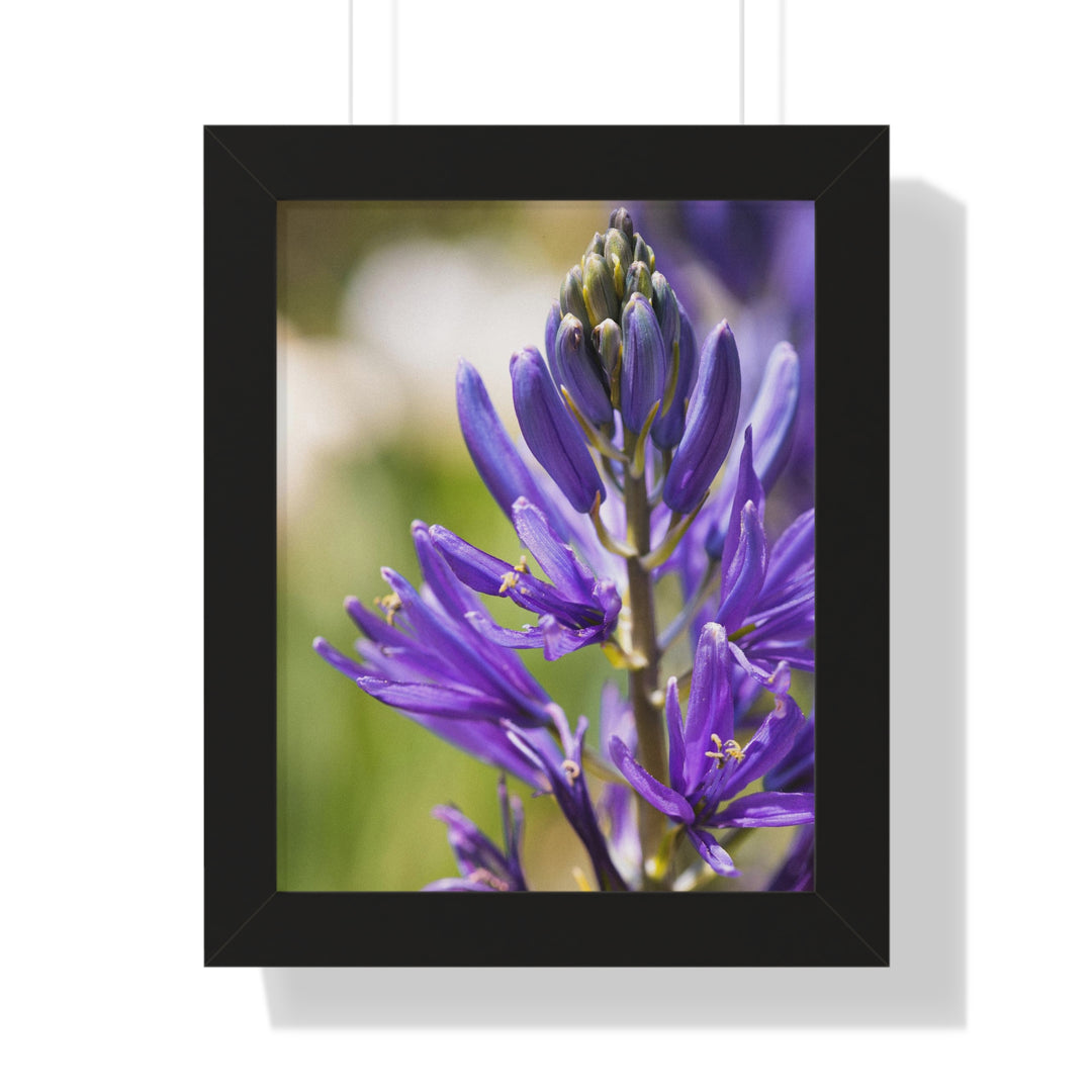 Camas in Bloom - Framed Print