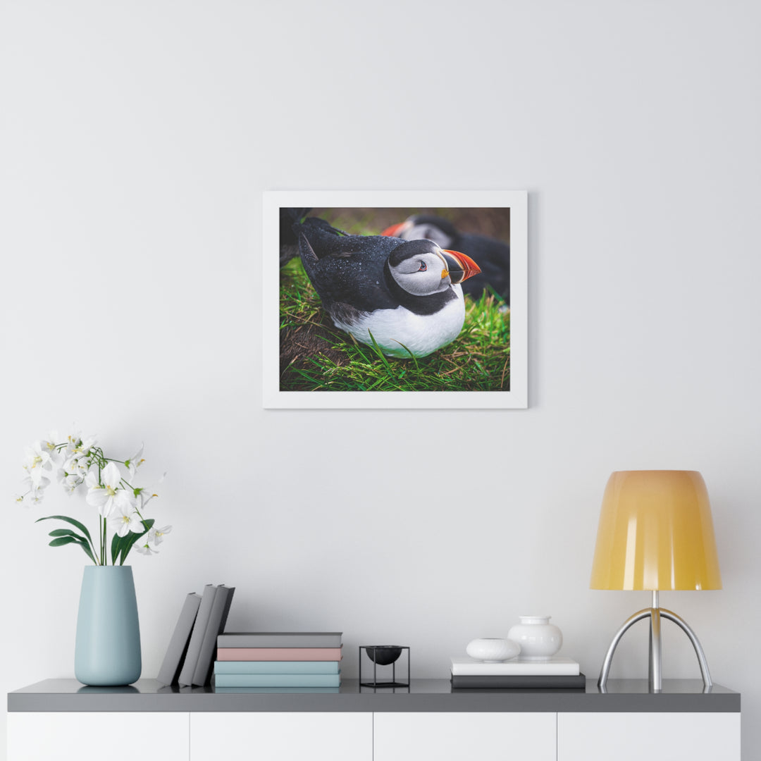 Resting Puffin - Framed Print