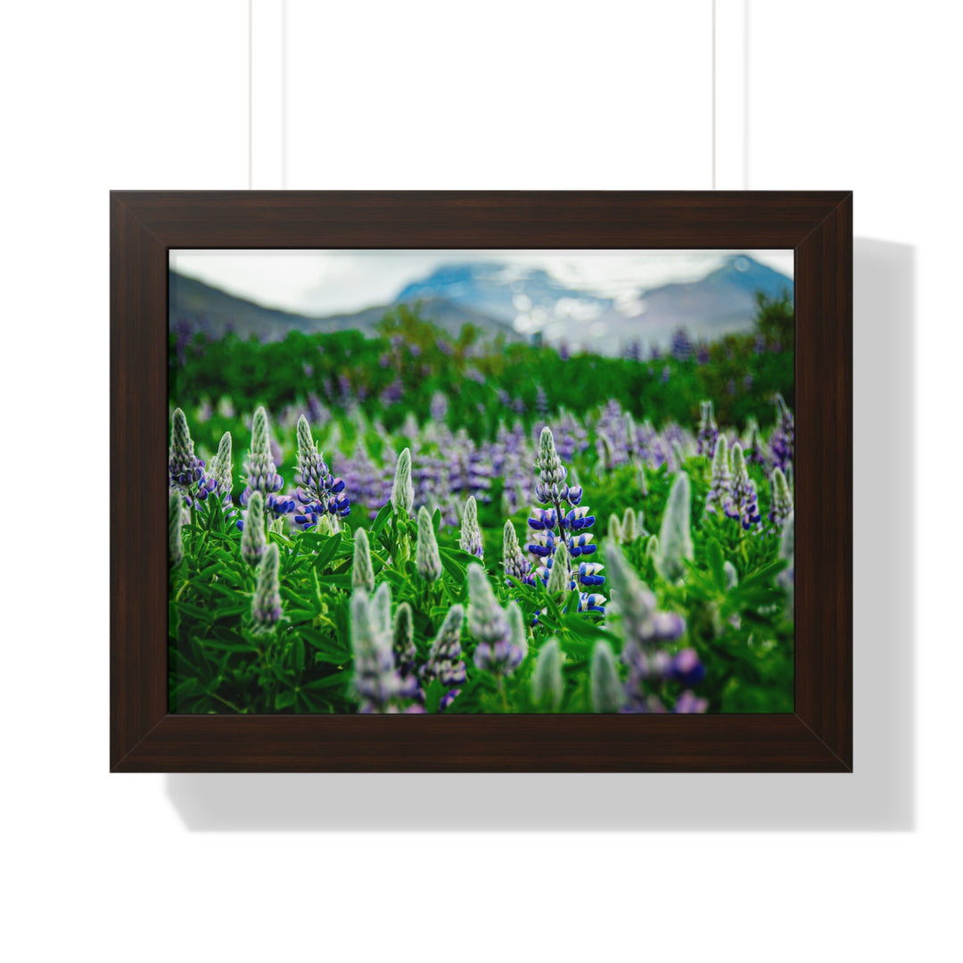 Glowing Lupin with Mountains - Framed Print