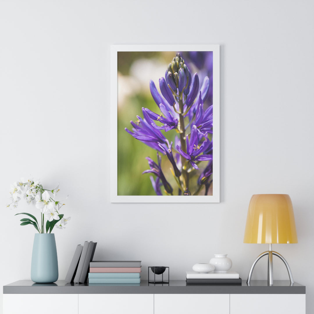 Camas in Bloom - Framed Print