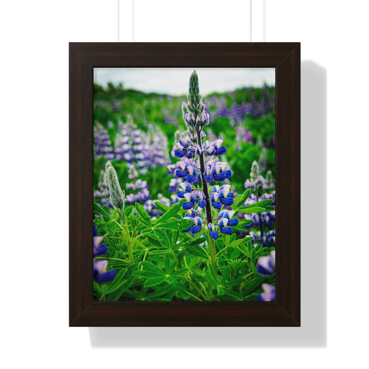 Glowing Lupin - Framed Print