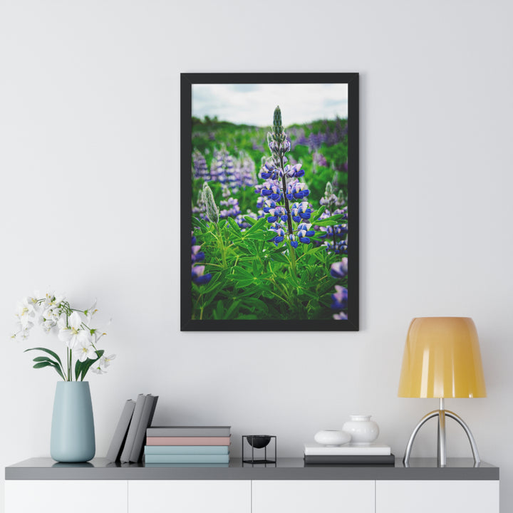Glowing Lupin - Framed Print