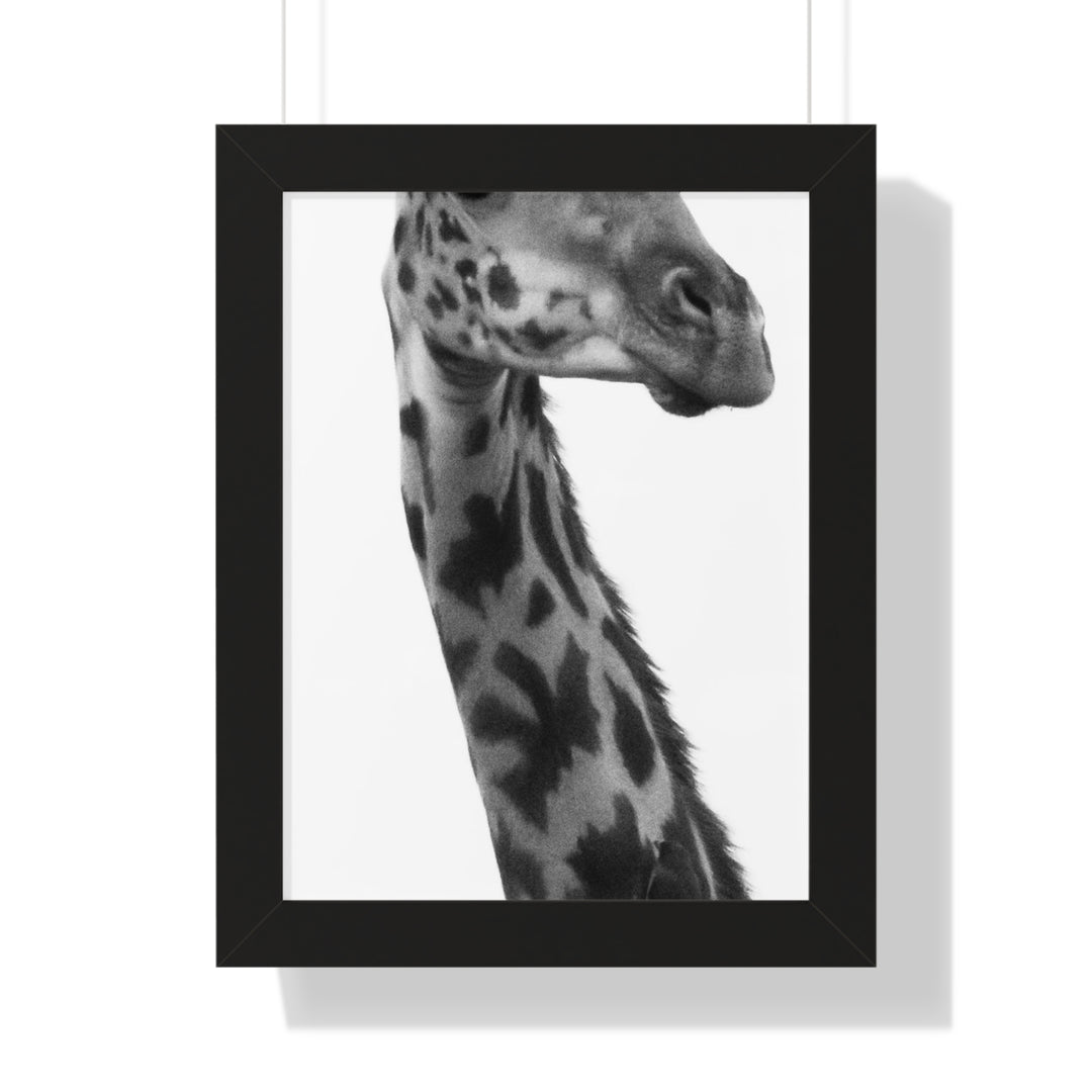 Giraffe Portrait in Black and White - Framed Print