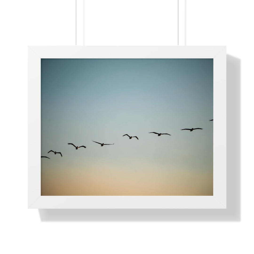 Brown Pelicans in Flight - Framed Print