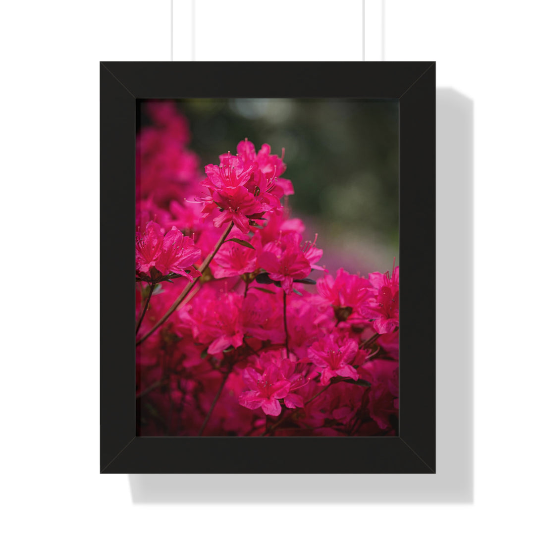 Full Bloom - Framed Print