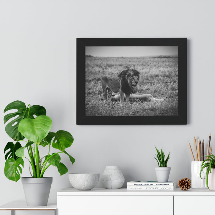 Mating Lions in Black and White - Framed Print