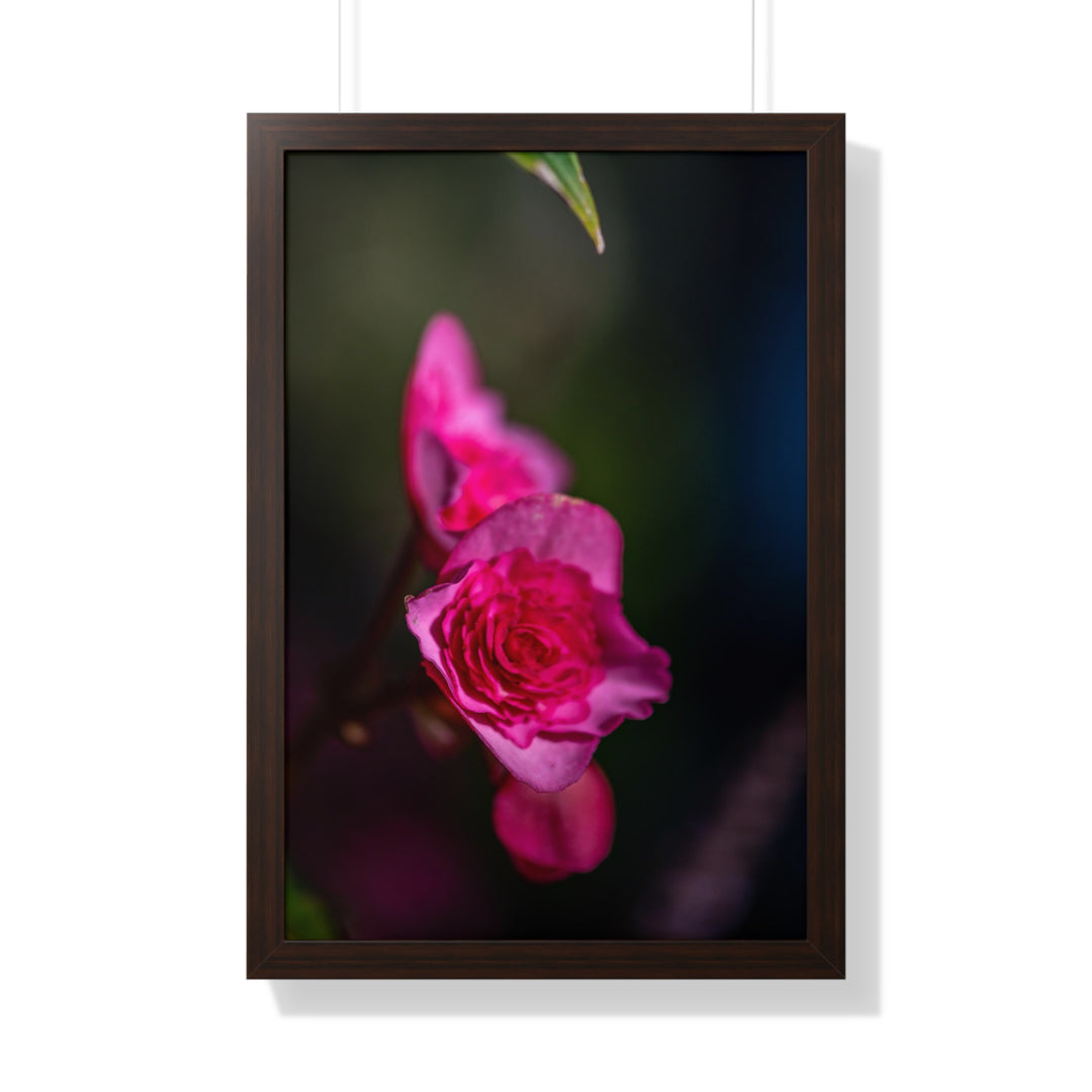 Hybrid Tea Rose - Framed Print