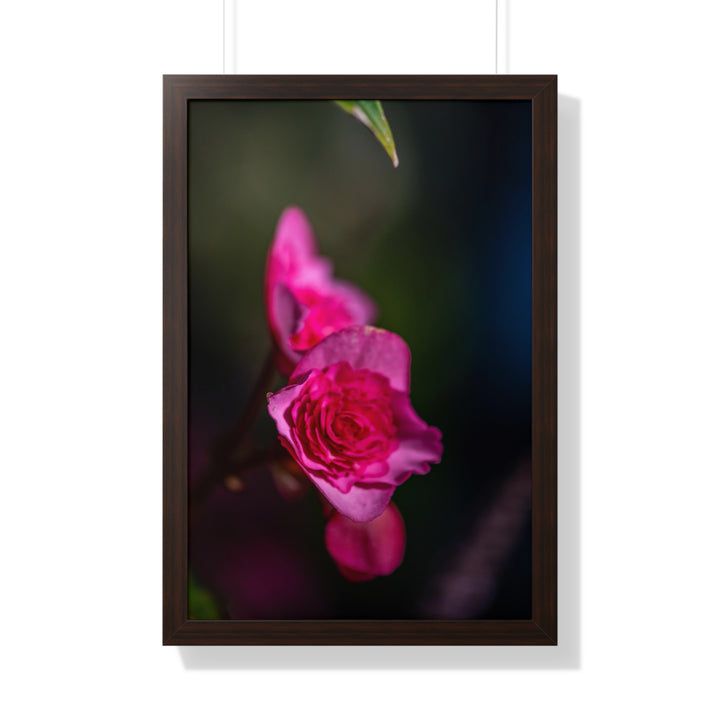 Hybrid Tea Rose - Framed Print