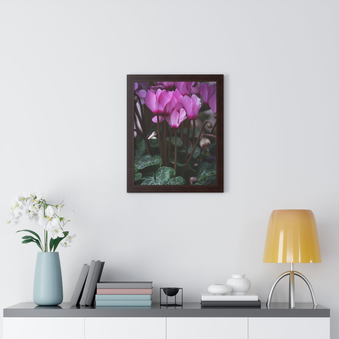 Cyclamen Reach - Framed Print