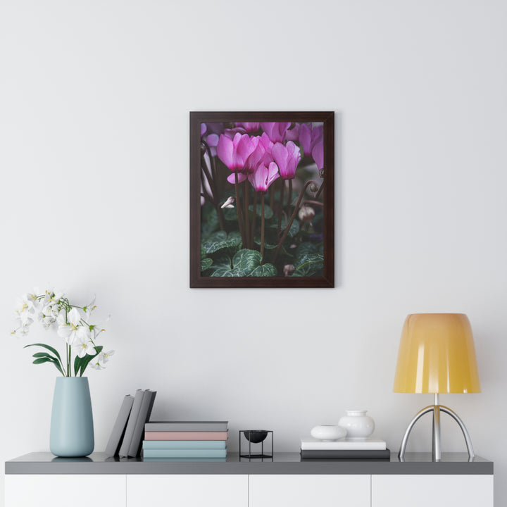 Cyclamen Reach - Framed Print