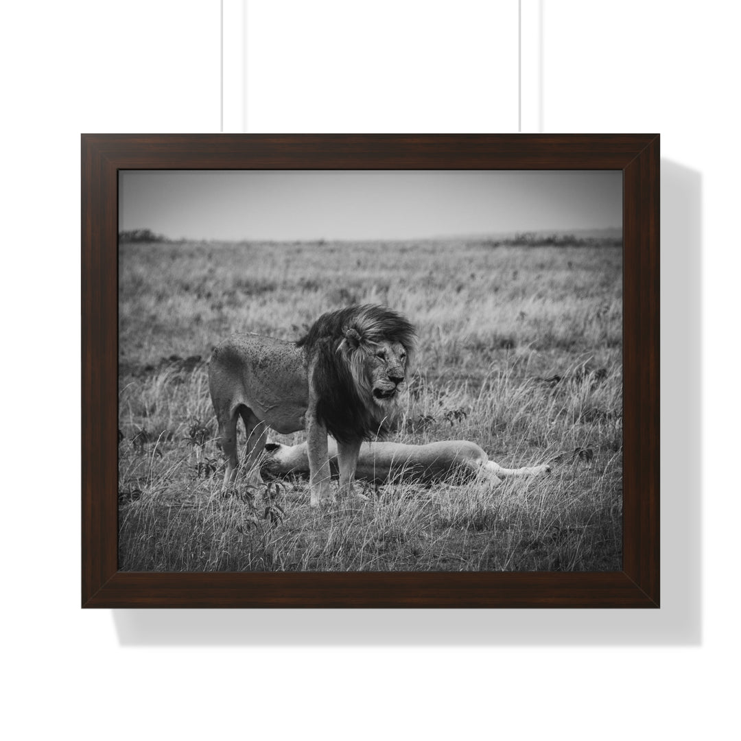 Mating Lions in Black and White - Framed Print