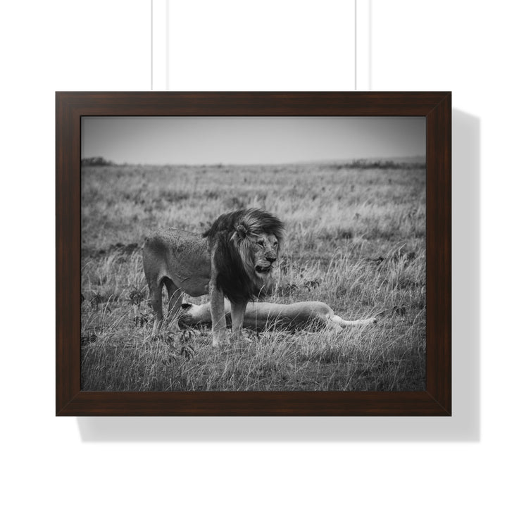 Mating Lions in Black and White - Framed Print