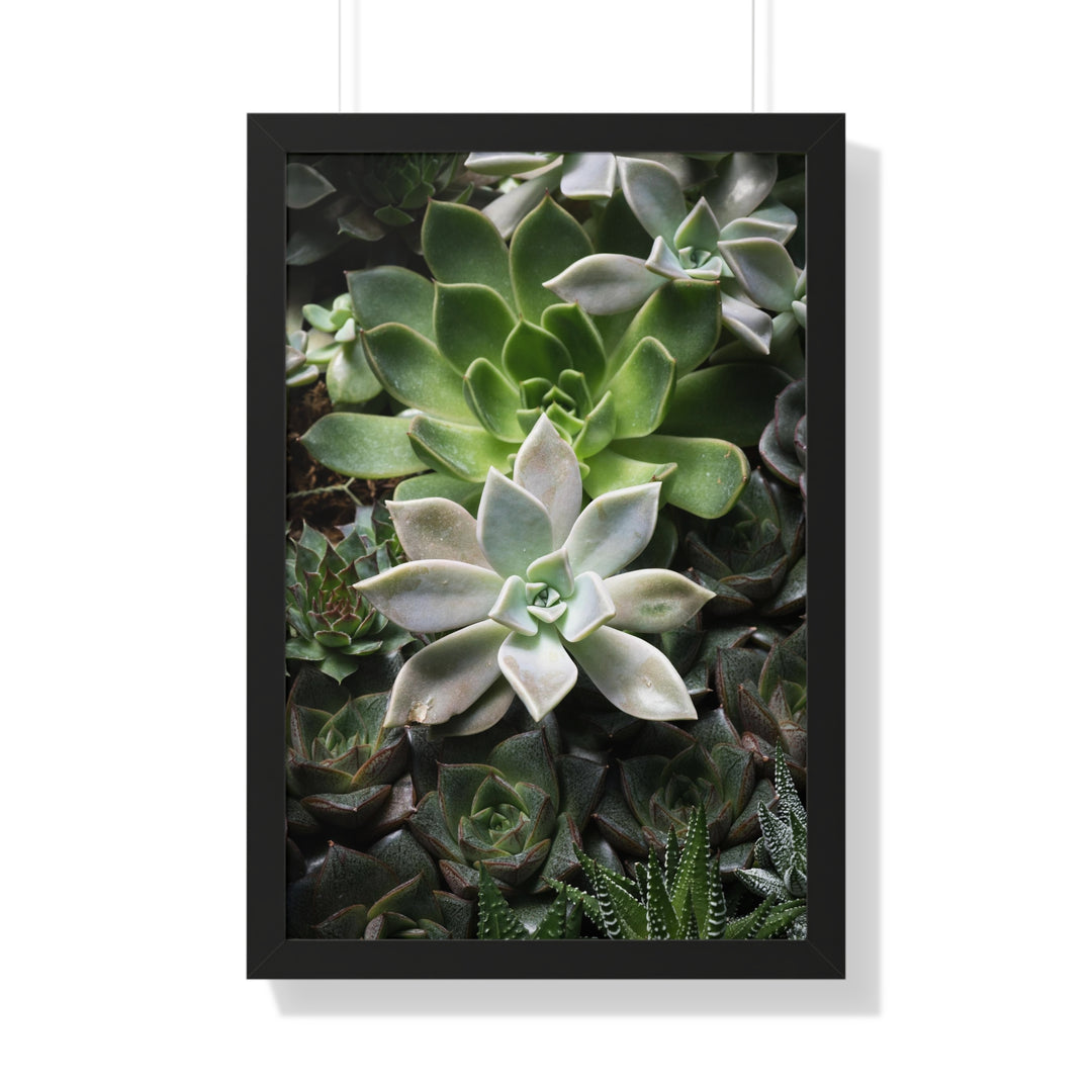 Succulent Array - Framed Print
