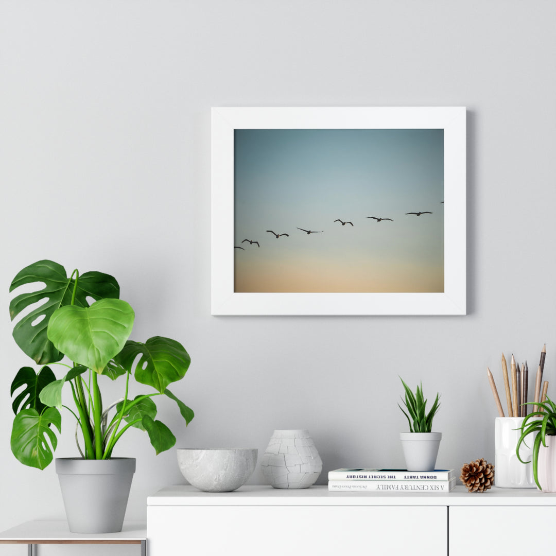 Brown Pelicans in Flight - Framed Print