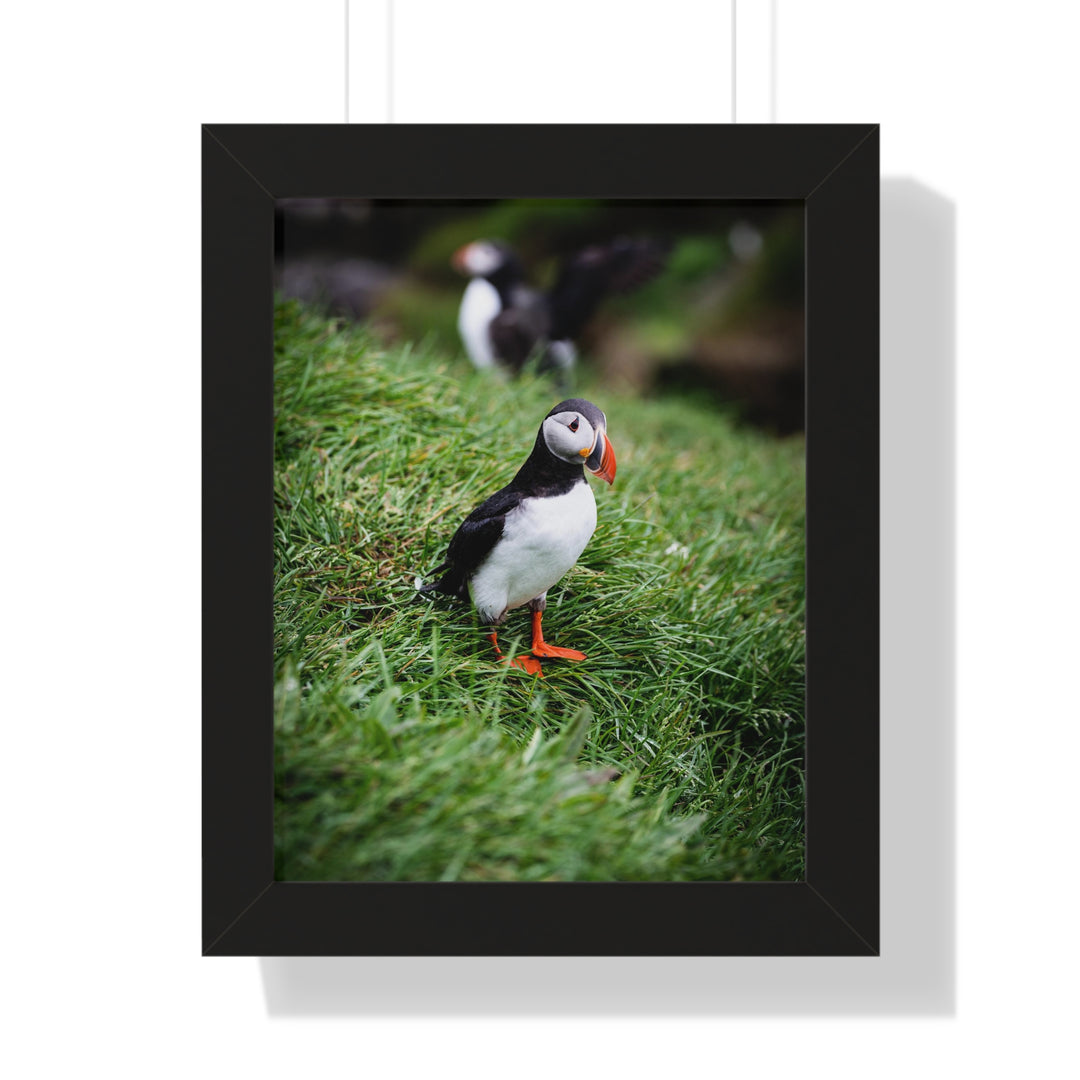 Curious Look - Framed Print