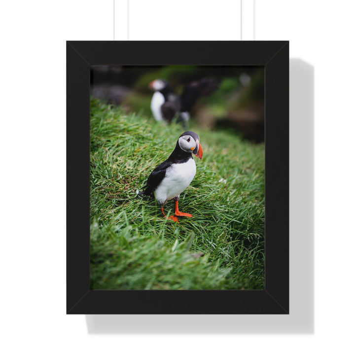Curious Look - Framed Print