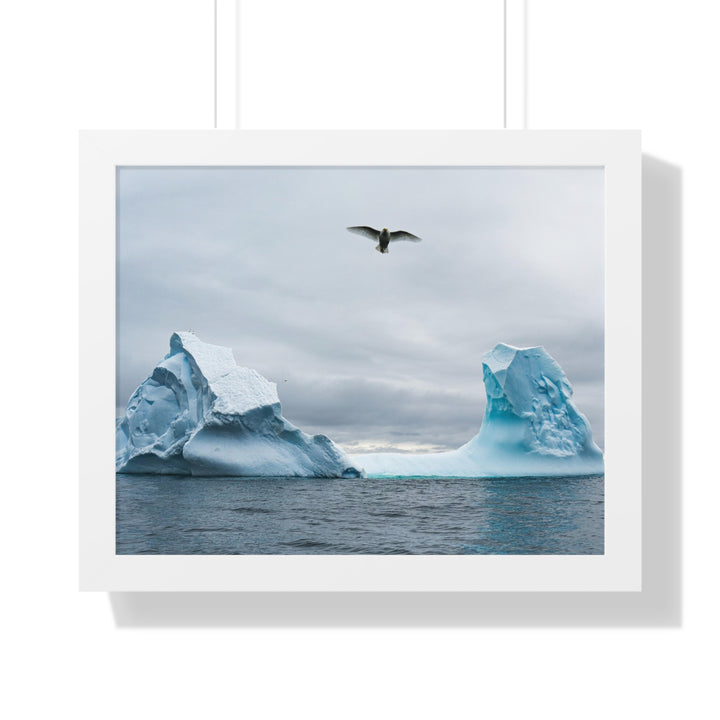 Antarctic Flight - Framed Print