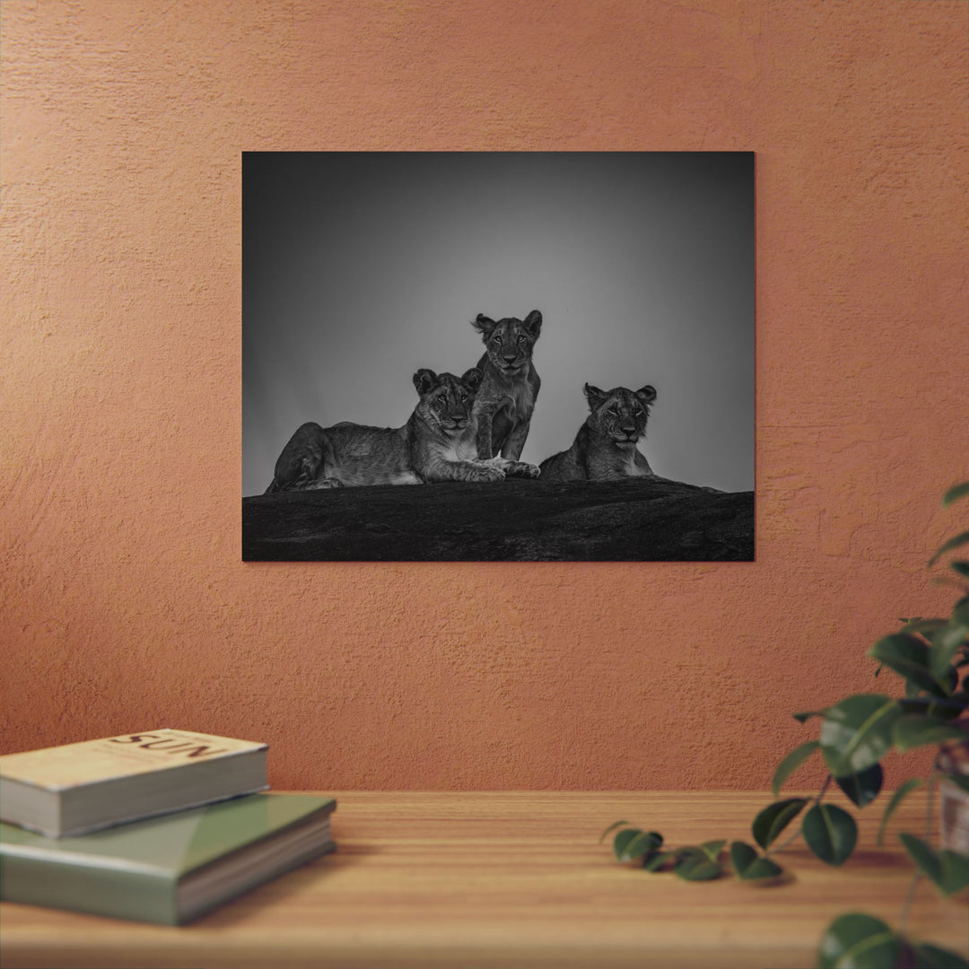 When the Light Fades Black and White | Aluminum Wall Art | Elemental Escape Collection