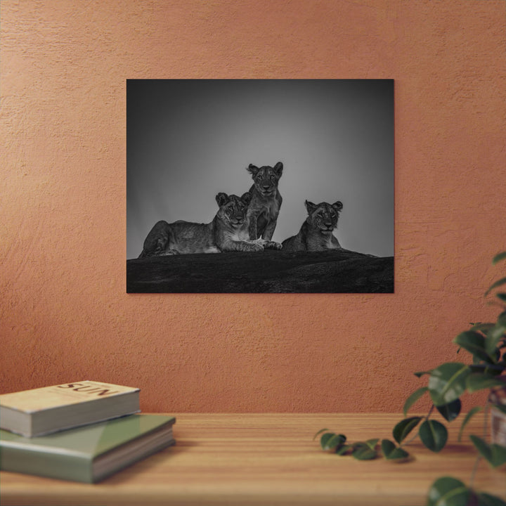 When the Light Fades Black and White | Aluminum Wall Art | Elemental Escape Collection