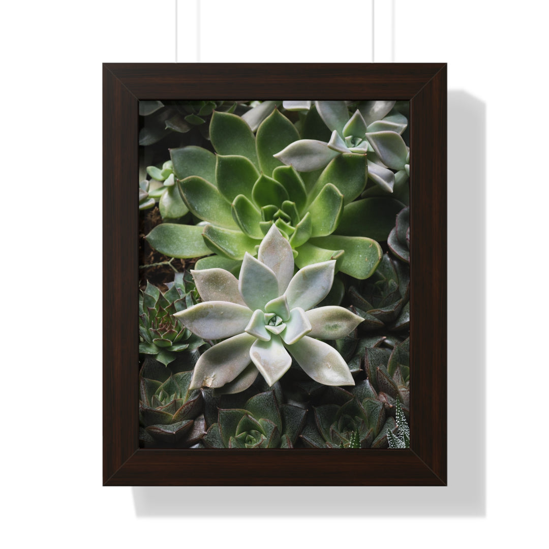 Succulent Array - Framed Print