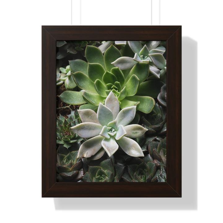 Succulent Array - Framed Print