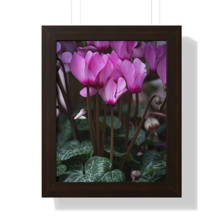 Cyclamen Reach - Framed Print