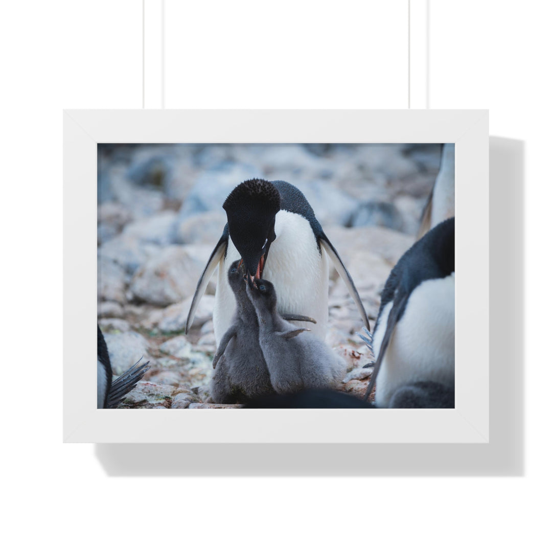 Feeding Time - Framed Print